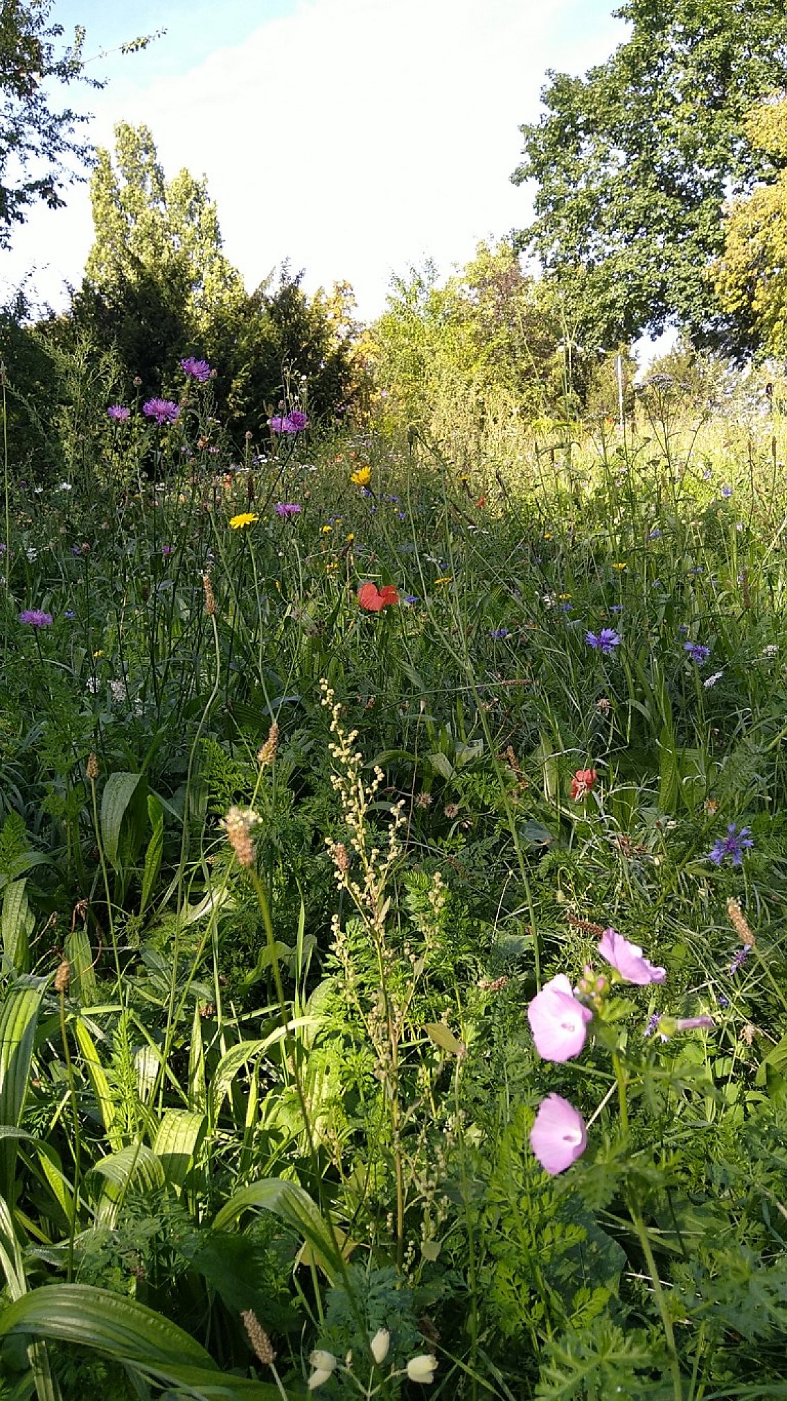 Blühfläche im Park an der Bleiche in Friedrichsdorf
